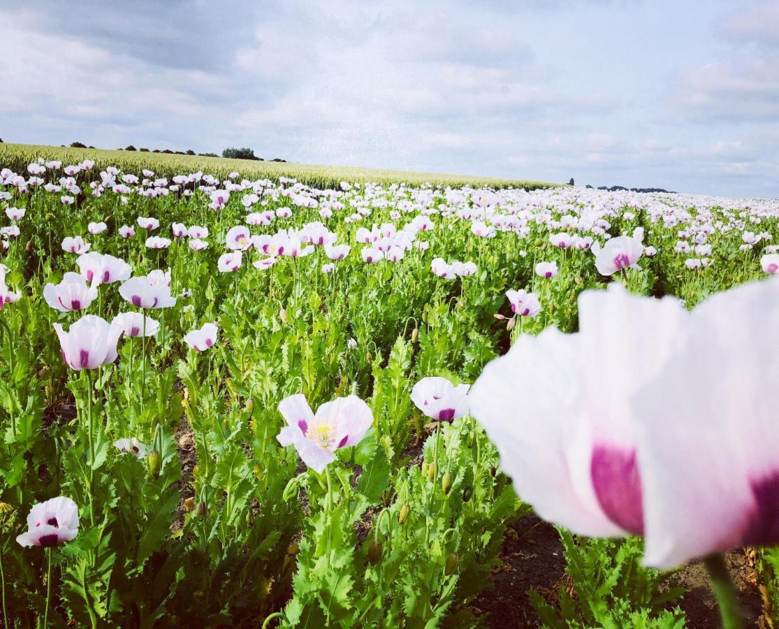 Bed and Breakfast Slapen Bij De Zeeuwse Lala IJzendijke Exteriér fotografie